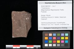 Foto (Objekt + Etikett) von Graminea ? sp.  (NHMW-GEO-2024-0188-0391)